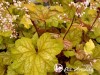 Alūnė ,Champagne' (lot. Heuchera)